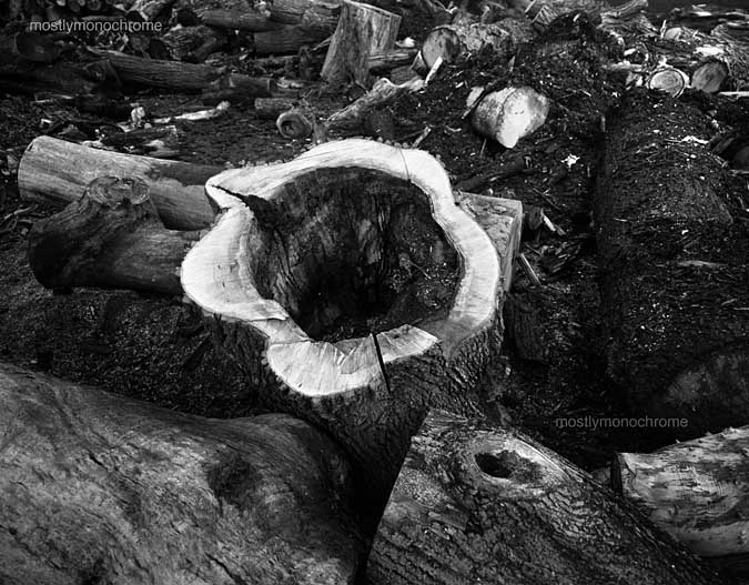 detritus