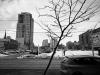 Bare tree in the urban core